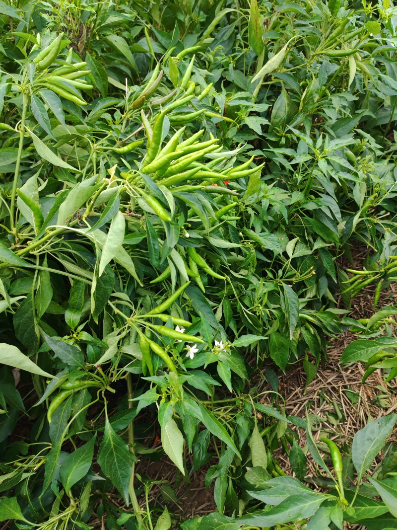 高辣小青椒