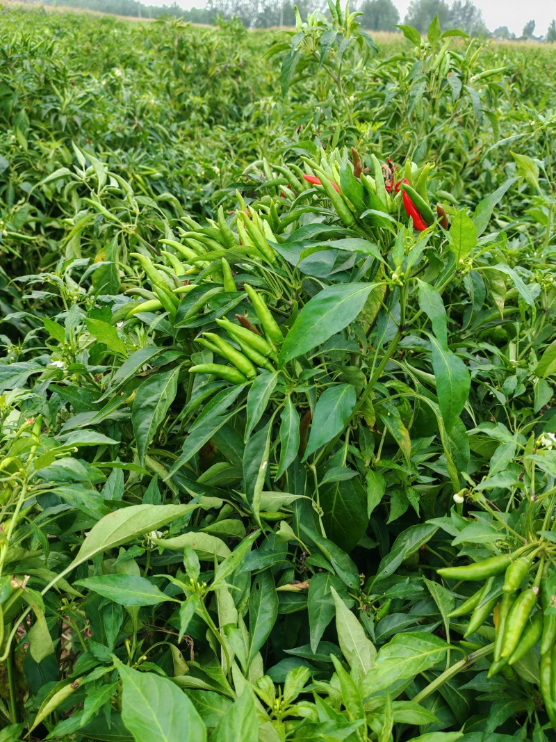 高辣小青椒