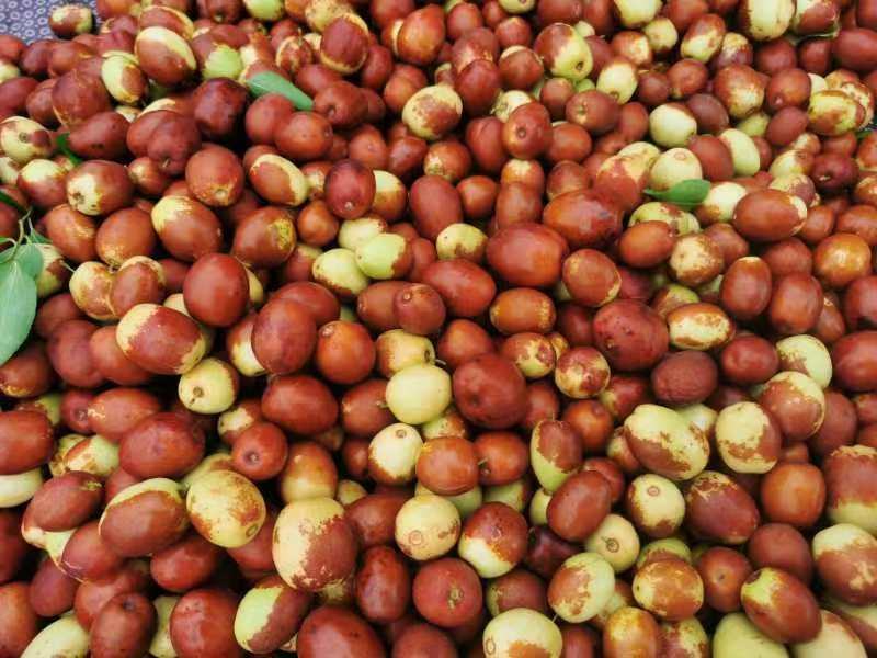 一颗成熟的金丝小枣,表皮呈深红色至紫红色,光滑有光泽,果肉饱满紧实,轻轻掰开后果肉间拉出细密的金黄色糖丝,背景为田园环境中的枣树枝叶,突出其自然生长状态 金丝小枣特写