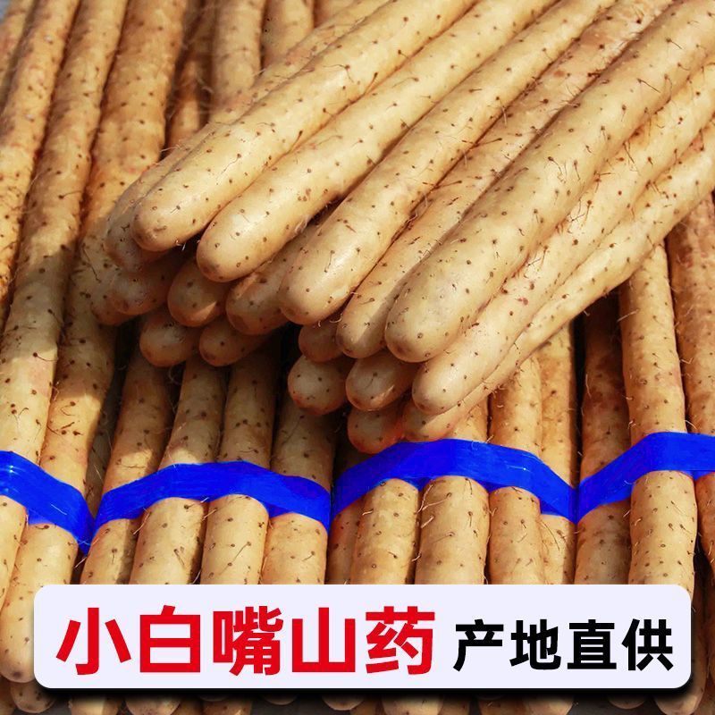 【白嘴山药】产地供应电商超市档口各大市场