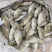 泥猛鱼柠檬鱼120/140没件