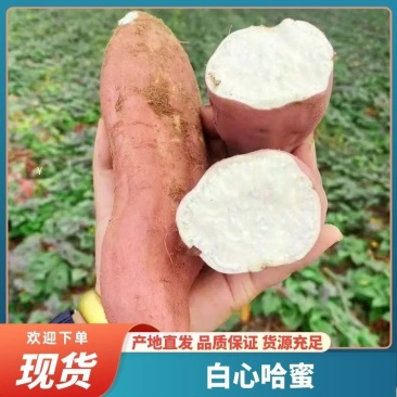 【精品哈密红薯】河北白心哈蜜软糯香甜供应商超档口