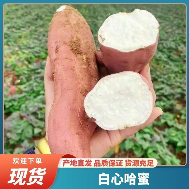 【精品哈密红薯】河北白心哈蜜软糯香甜供应商超档口