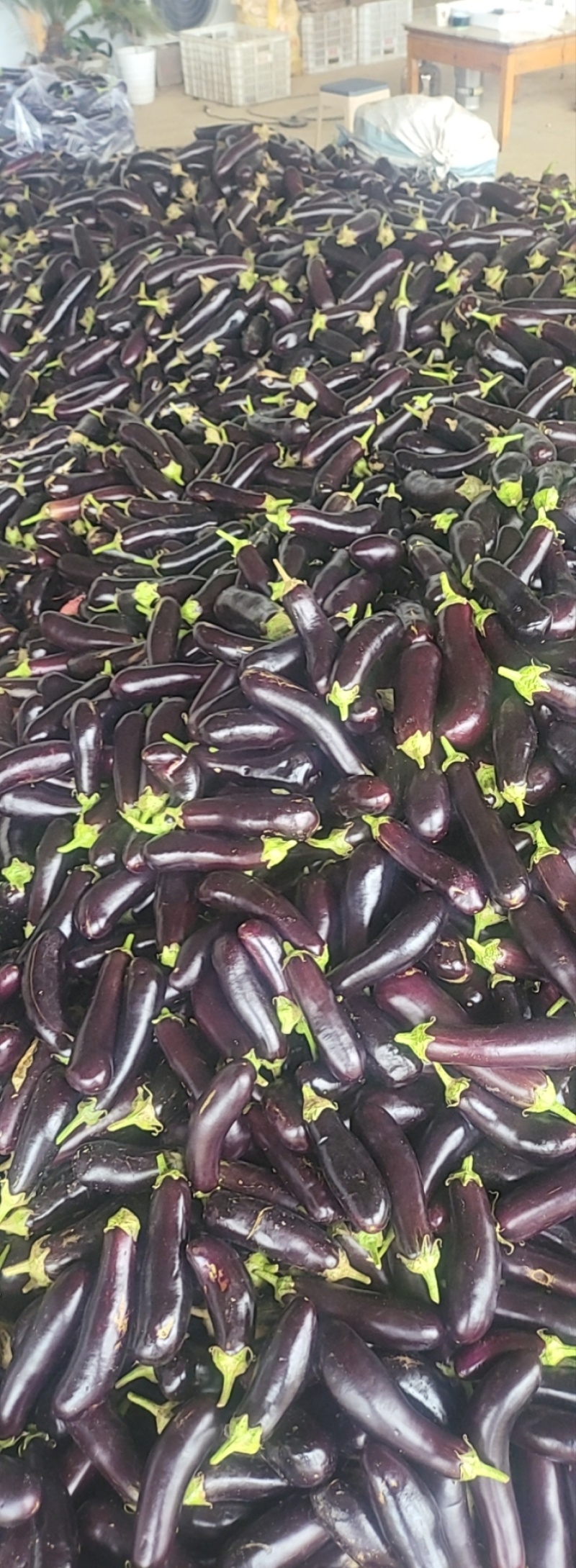 精品青吧茄子