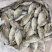 泥猛鱼柠檬鱼120/140没件