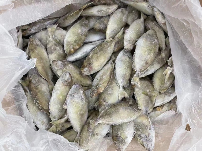泥猛鱼柠檬鱼120/140没件