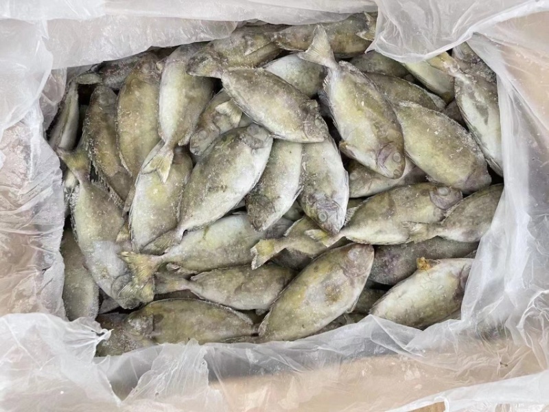 泥猛鱼柠檬鱼120/140没件