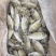 泥猛鱼柠檬鱼120/140没件