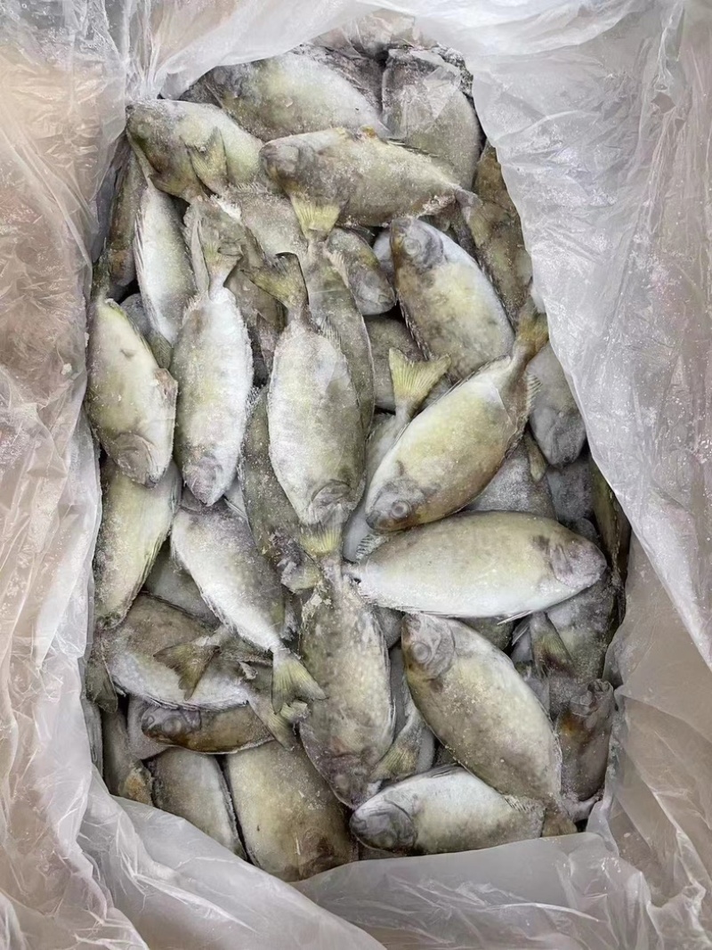 泥猛鱼柠檬鱼120/140没件
