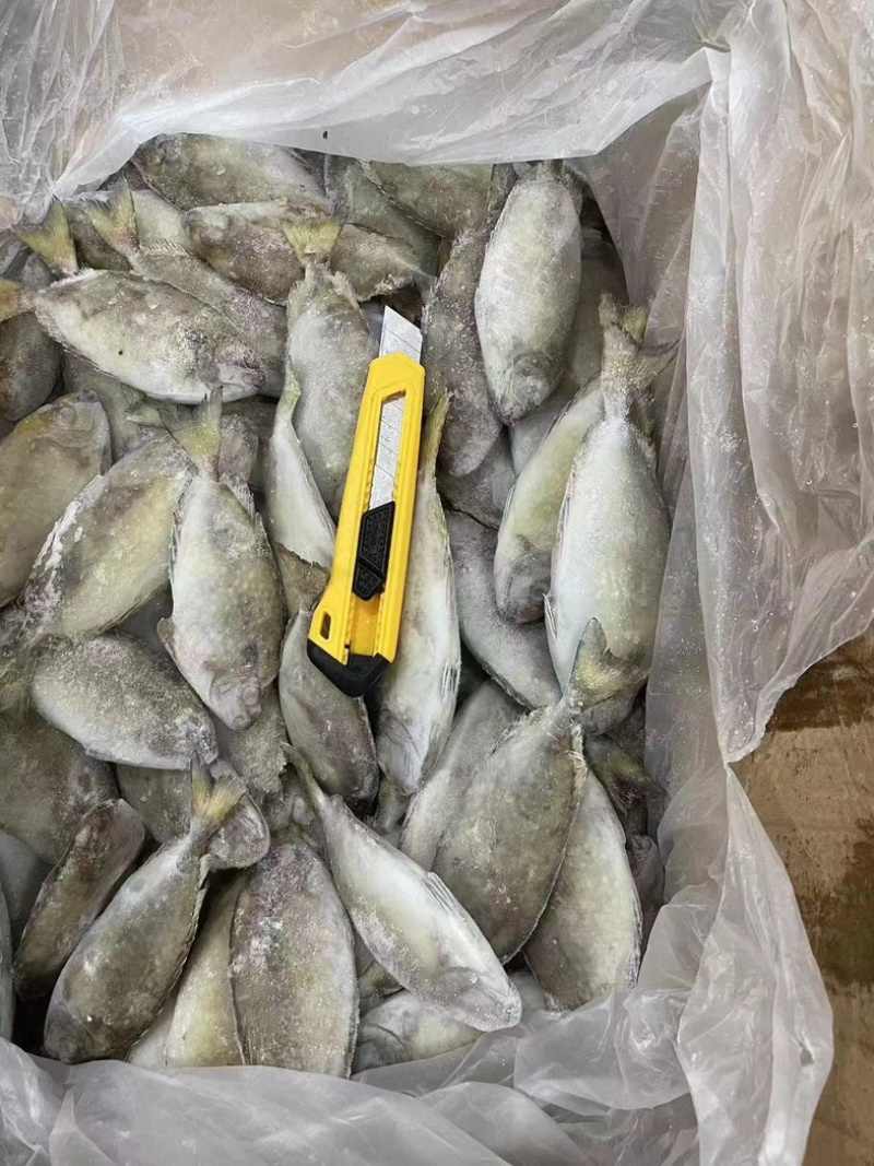 泥猛鱼柠檬鱼120/140没件