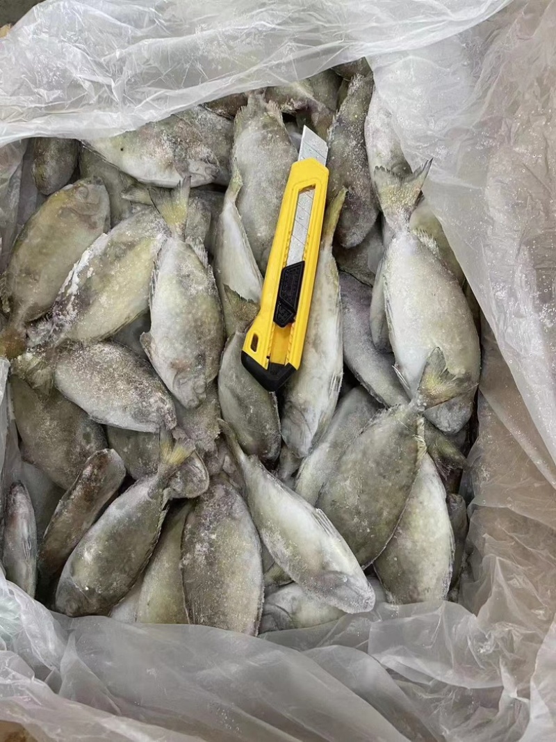 泥猛鱼柠檬鱼120/140没件