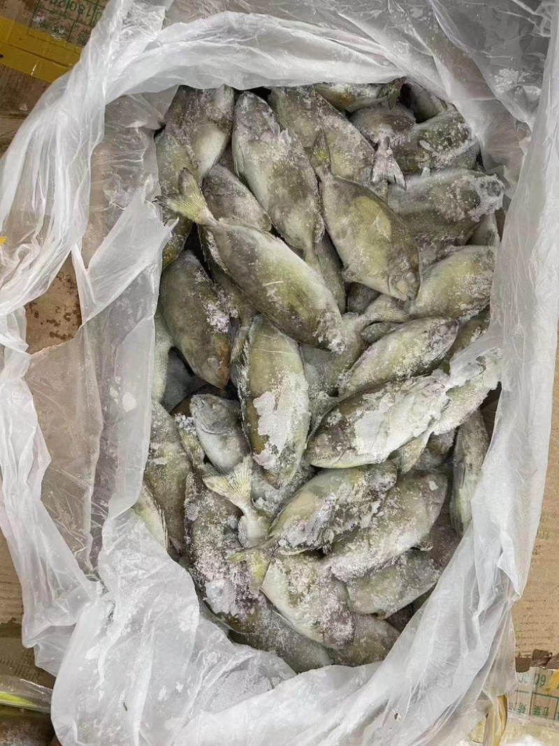 泥猛鱼柠檬鱼120/140没件