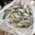 泥猛鱼柠檬鱼120/140没件