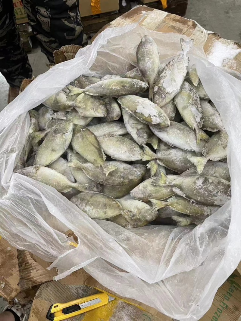 泥猛鱼柠檬鱼120/140没件