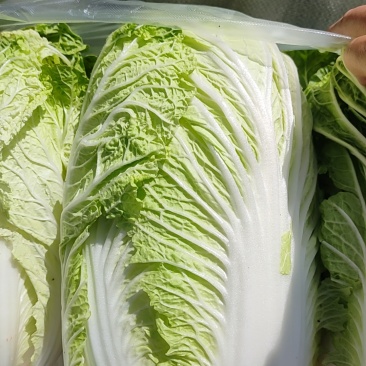 宁夏矮颗黄心白菜大量有货，欢迎下单订购，大小车辆都可以