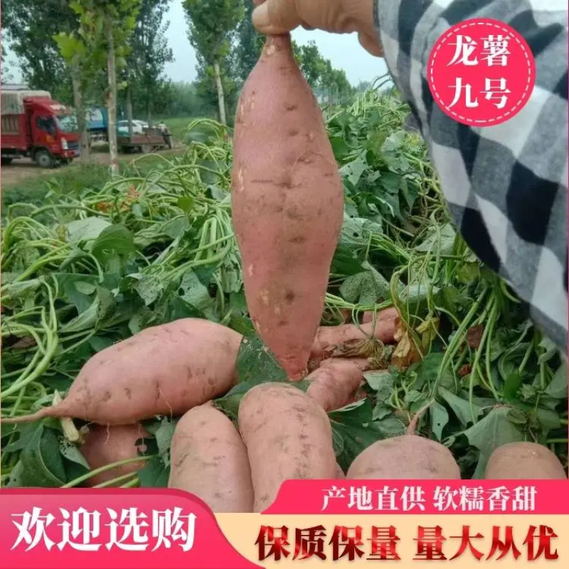 沙地龙薯九号，支持各种规格各种包装，供应各大档口电商超市