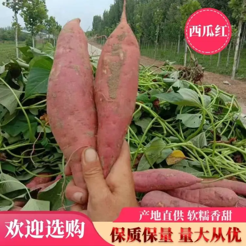 精选西瓜红红薯大量上市，规格齐全发货装车一条龙服务