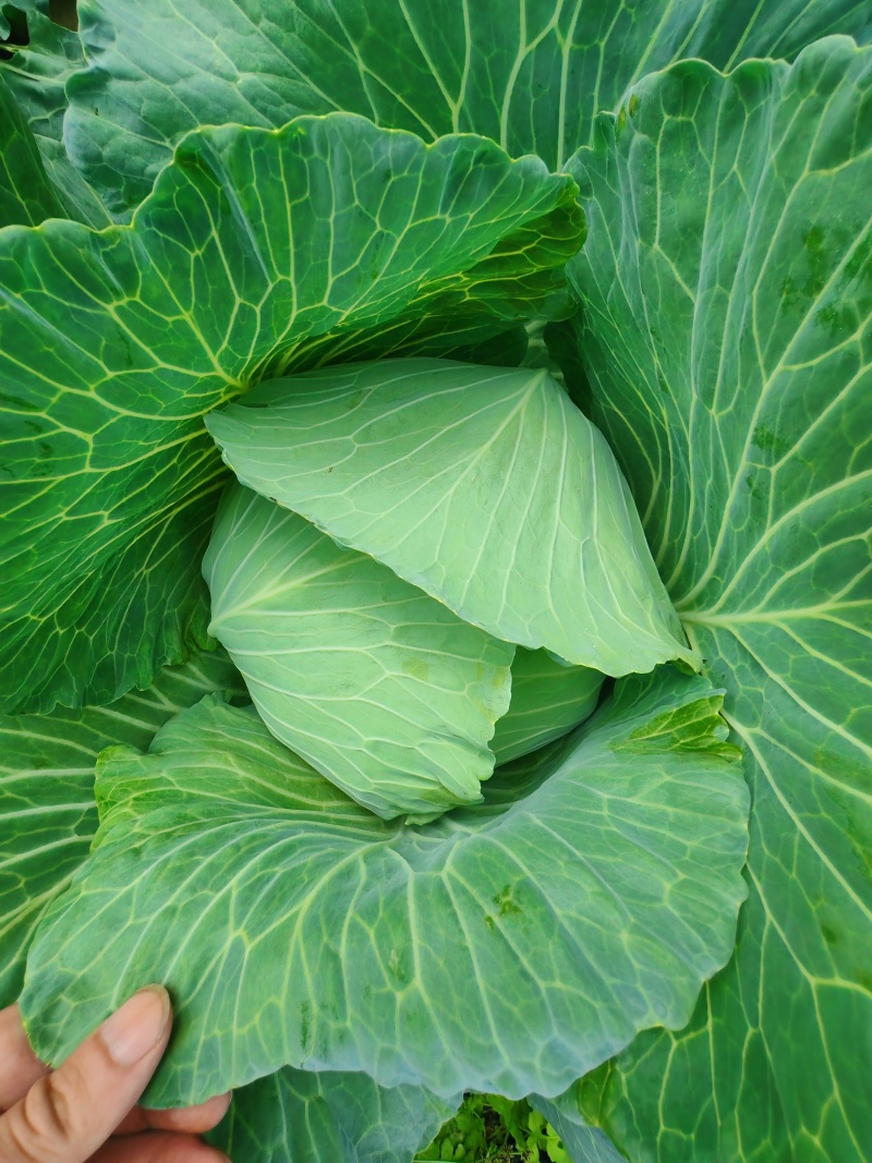[扁甘蓝精品]京丰一手货源，产地直发，手感菜，宣菜！