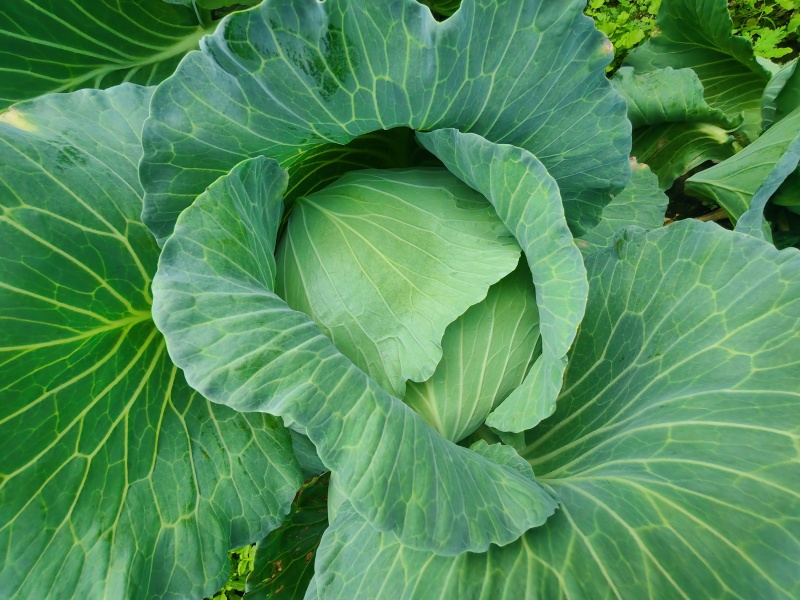 [扁甘蓝精品]京丰一手货源，产地直发，手感菜，宣菜！