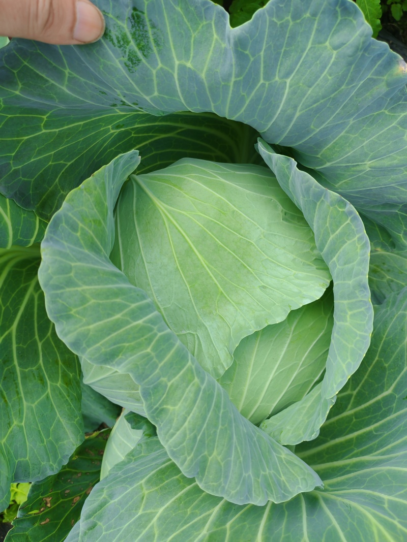 [扁甘蓝精品]京丰一手货源，产地直发，手感菜，宣菜！
