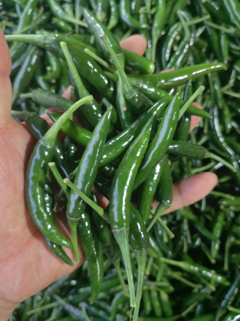 精品青小米椒，大量有货，一手货源，全国发货