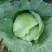 [扁甘蓝精品]京丰一手货源，产地直发，手感菜，宣菜！