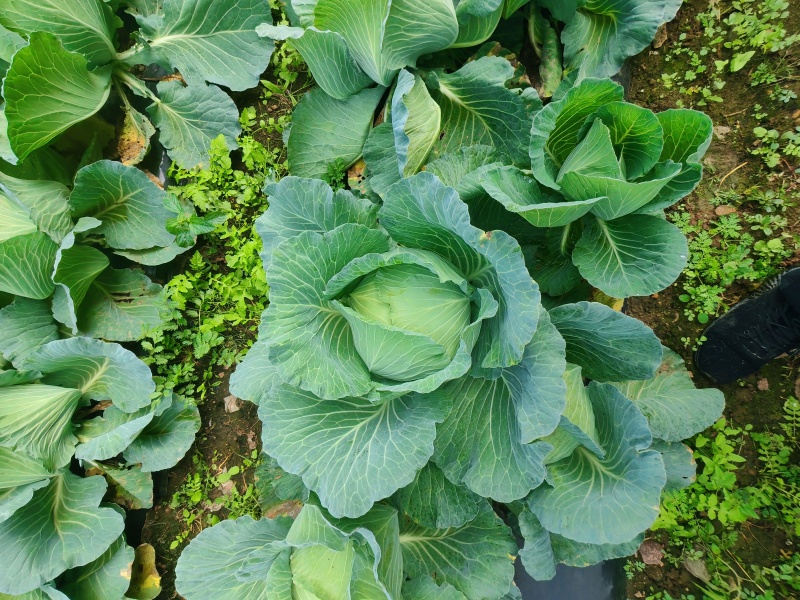[扁甘蓝精品]京丰一手货源，产地直发，手感菜，宣菜！
