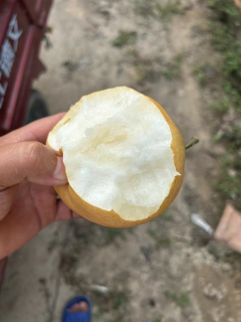 内黄晚秋梨大量供货产地直发代发