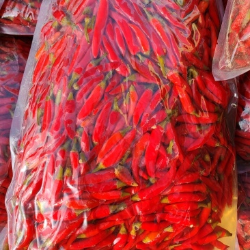 【泡菜】腌制辣椒天宇高辣品种