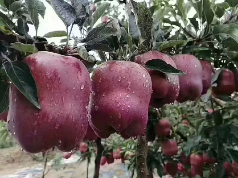 花牛苹果供应商超电商水果市场基地直供欢迎订购