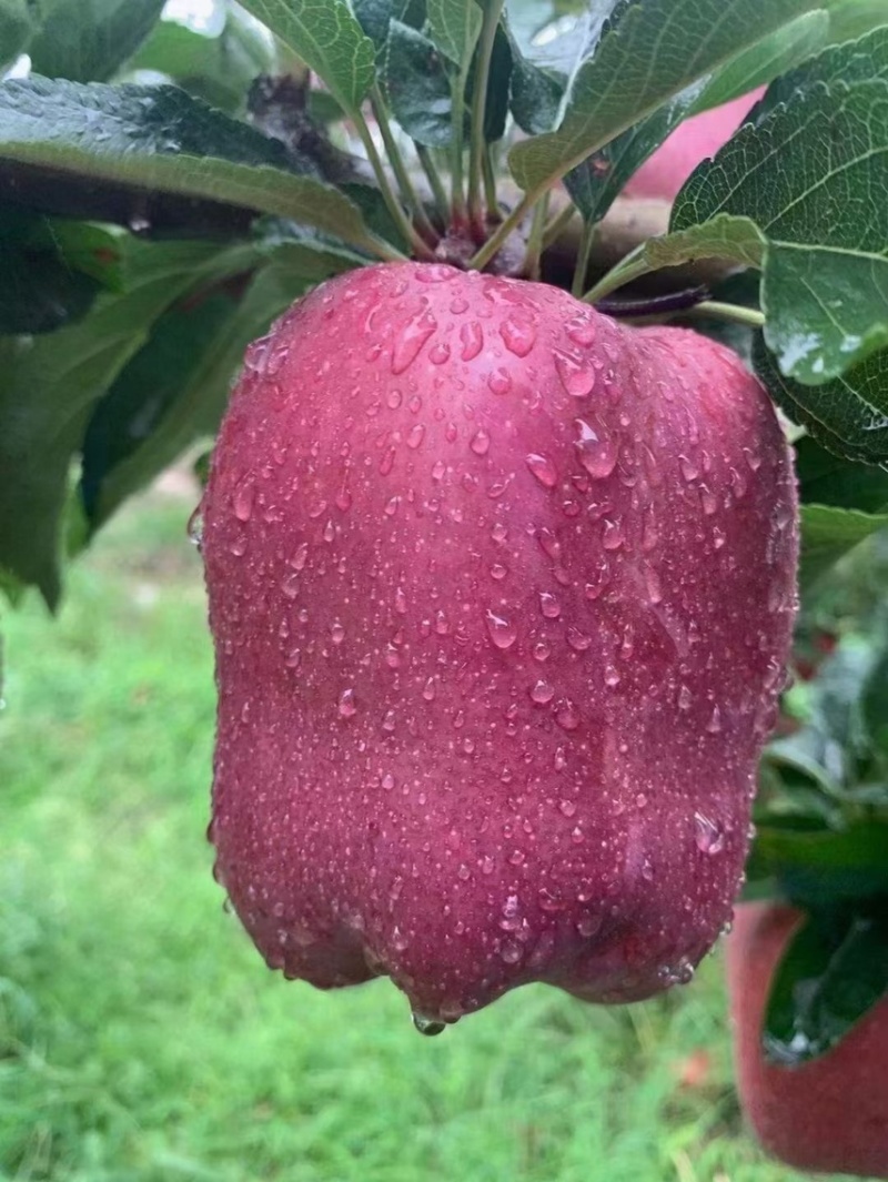 花牛苹果供应商超电商水果市场基地直供欢迎订购