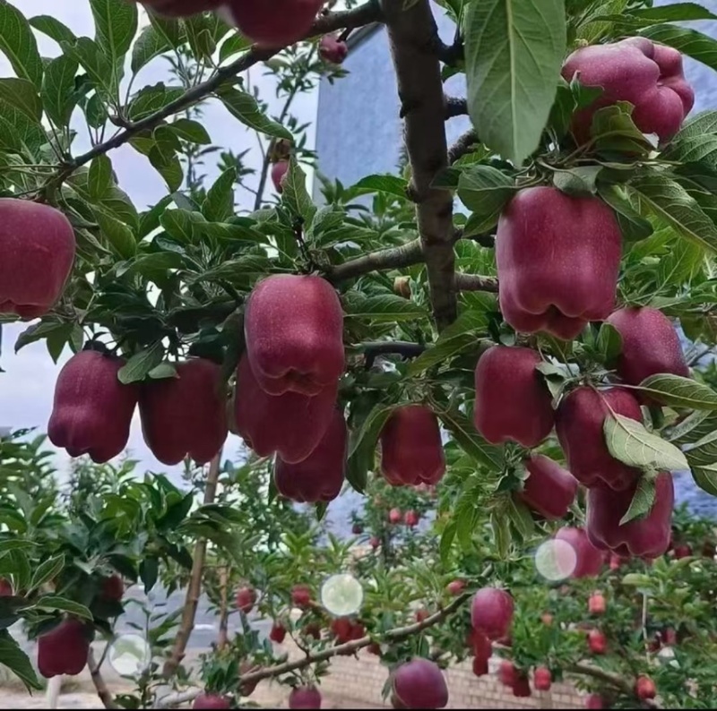 花牛苹果供应商超电商水果市场基地直供欢迎订购