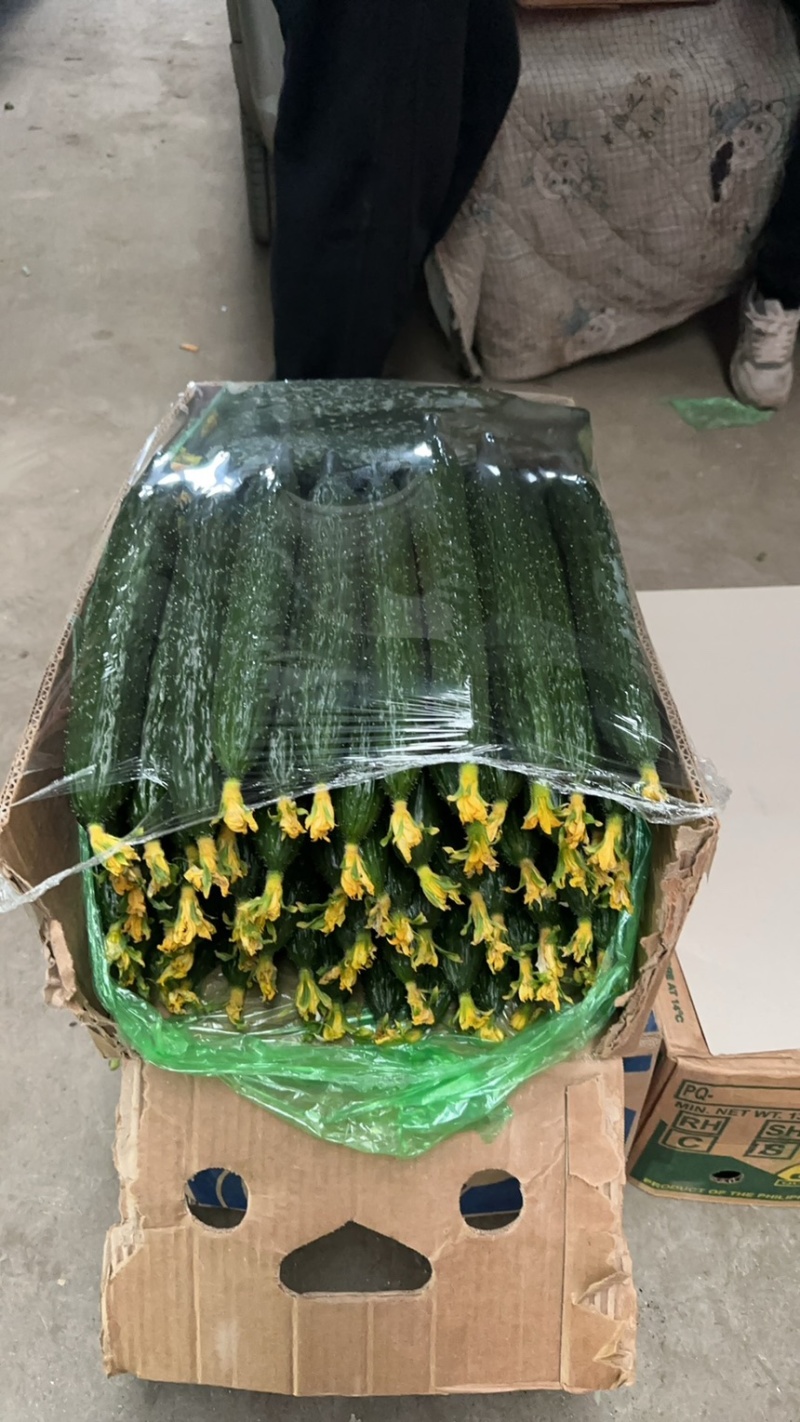 产地黄瓜大量上市口感清脆顶花带刺量大质优