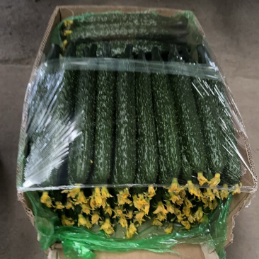 产地黄瓜大量上市口感清脆顶花带刺量大质优