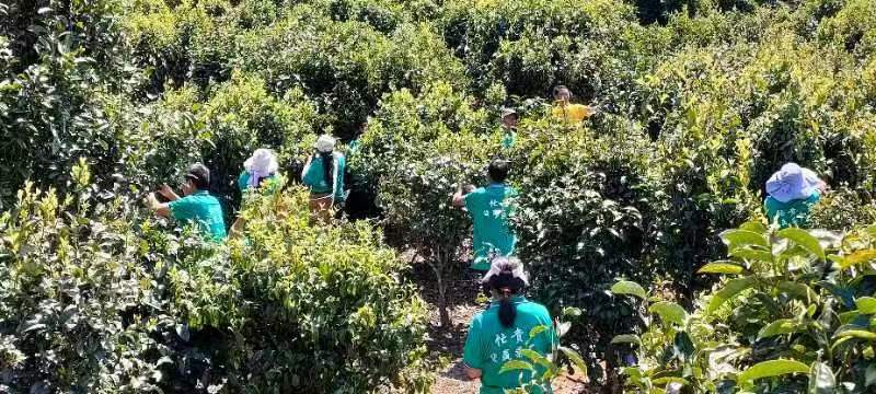 云南临沧产区普洱茶生普散茶
