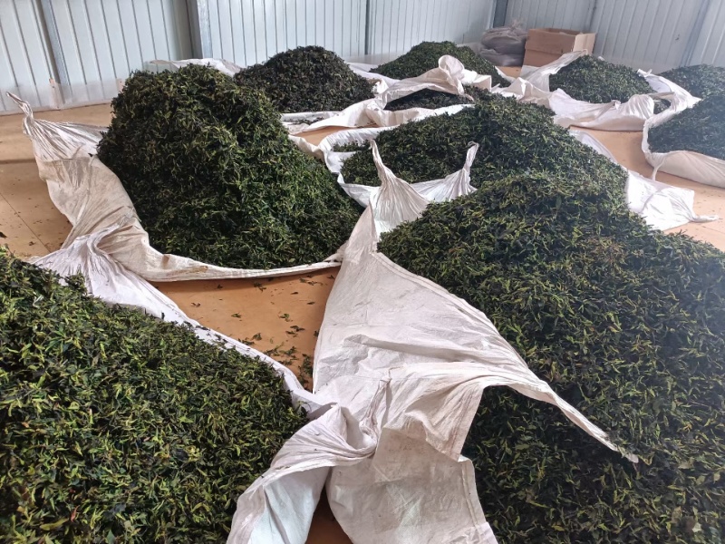 云南临沧产区普洱茶生普散茶