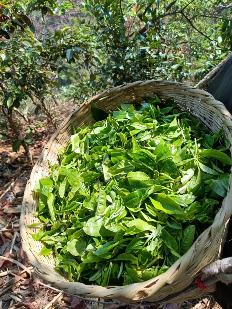 云南临沧产区普洱茶生普散茶
