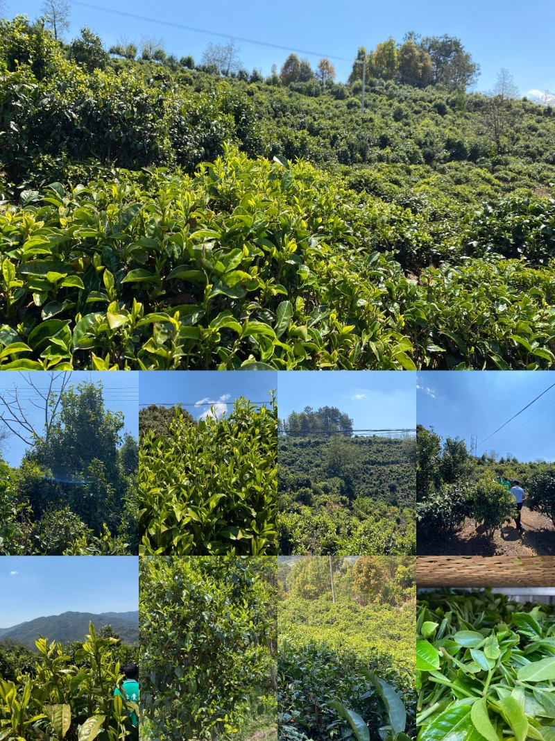 云南临沧产区普洱茶生普散茶