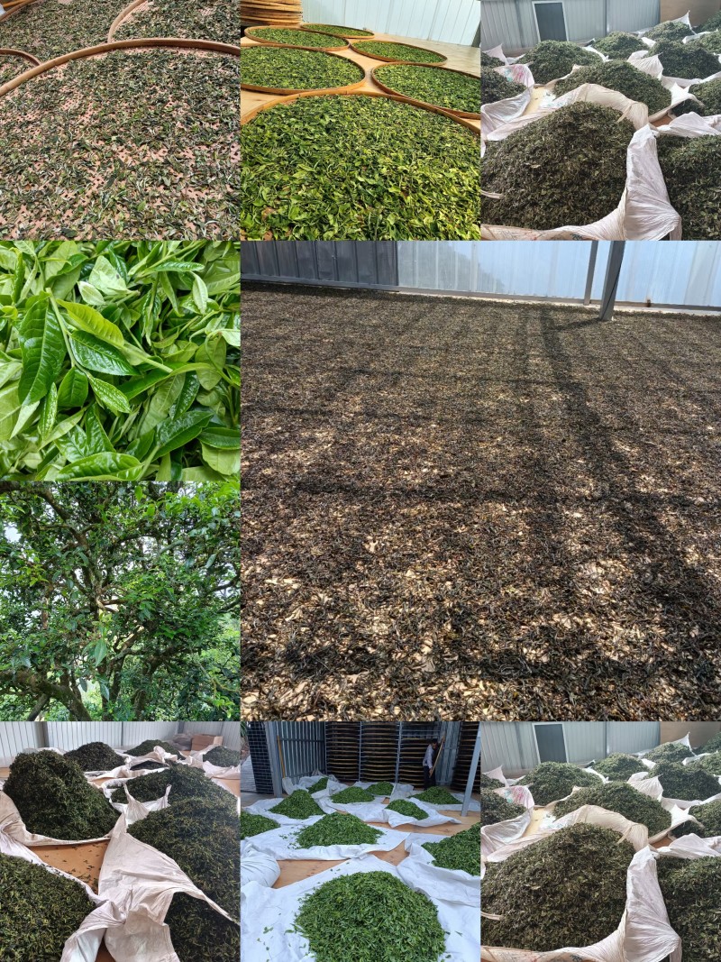 云南临沧产区普洱茶生普散茶