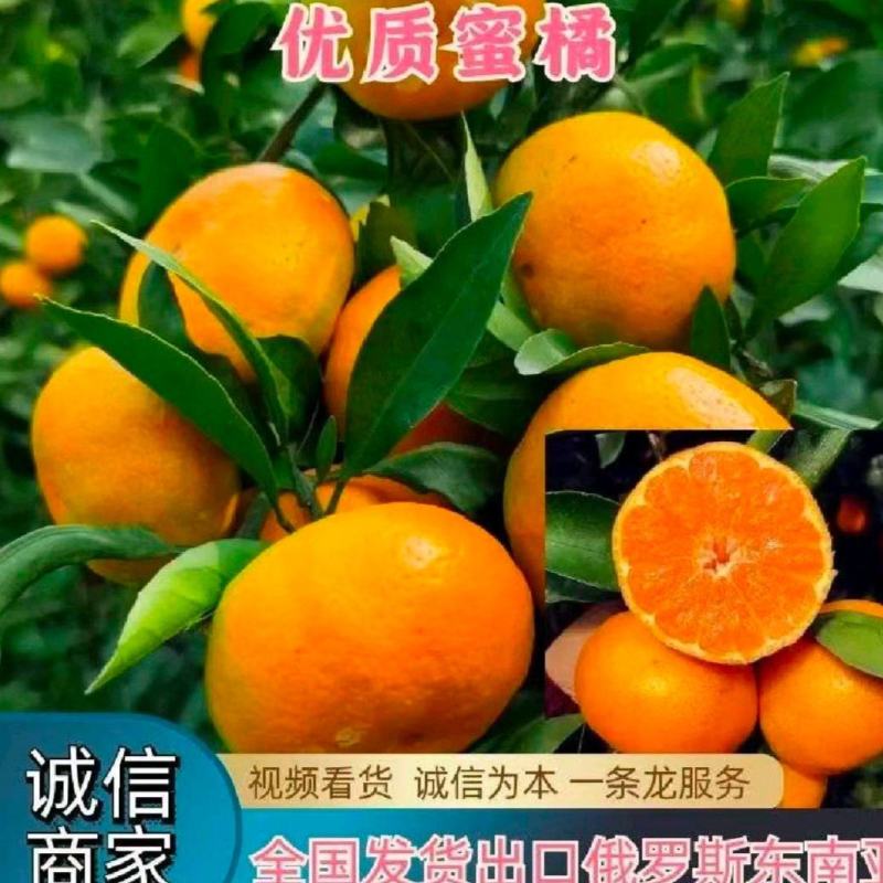 精品叶桔皮簿多汁，口感咪甜，对接批发市场电商外贸出口拖板