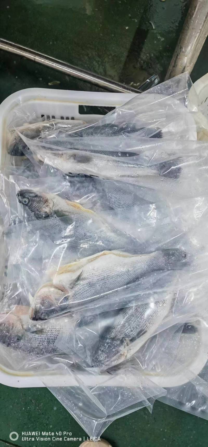 三去鲈鱼300-400克单条独立包装。价格电话可议。