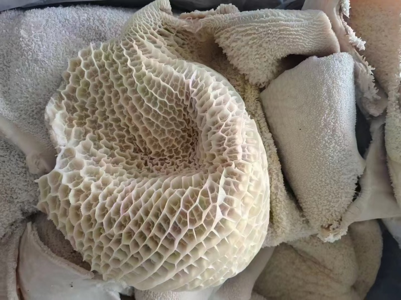 国产全熟牛肚，精修无油，保证纯干无水发，水褪牛肚。