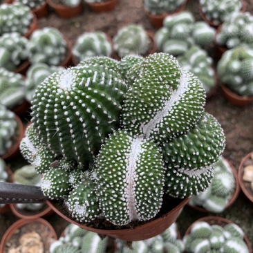 松露玉缀化仙人球稀有大颗群生落地开花多肉植物室内防辐射