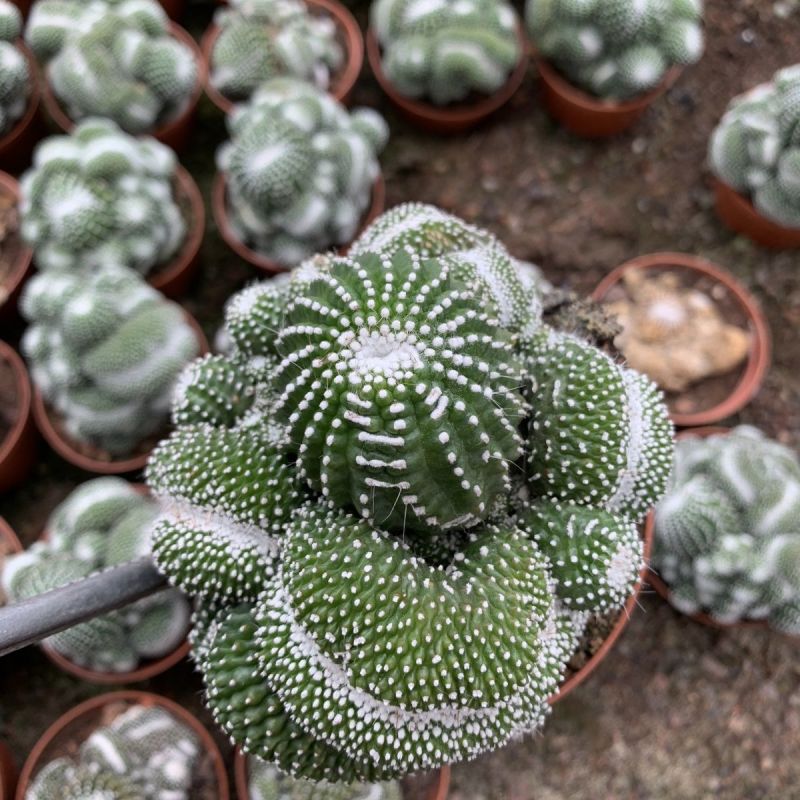 松露玉缀化仙人球稀有大颗群生落地开花多肉植物室内防辐射