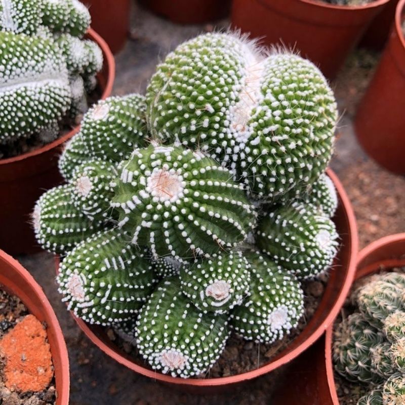 松露玉缀化仙人球稀有大颗群生落地开花多肉植物室内防辐射