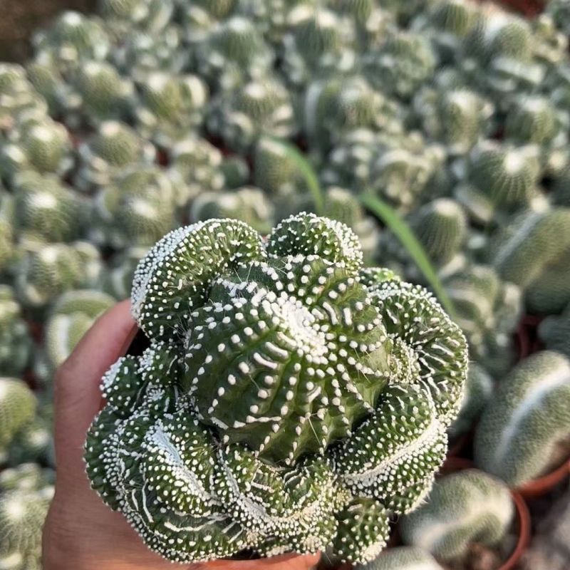 松露玉缀化仙人球稀有大颗群生落地开花多肉植物室内防辐射