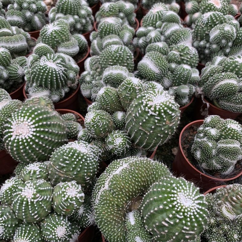 松露玉缀化仙人球稀有大颗群生落地开花多肉植物室内防辐射