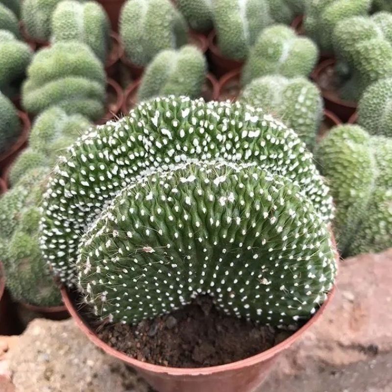 松露玉缀化仙人球稀有大颗群生落地开花多肉植物室内防辐射