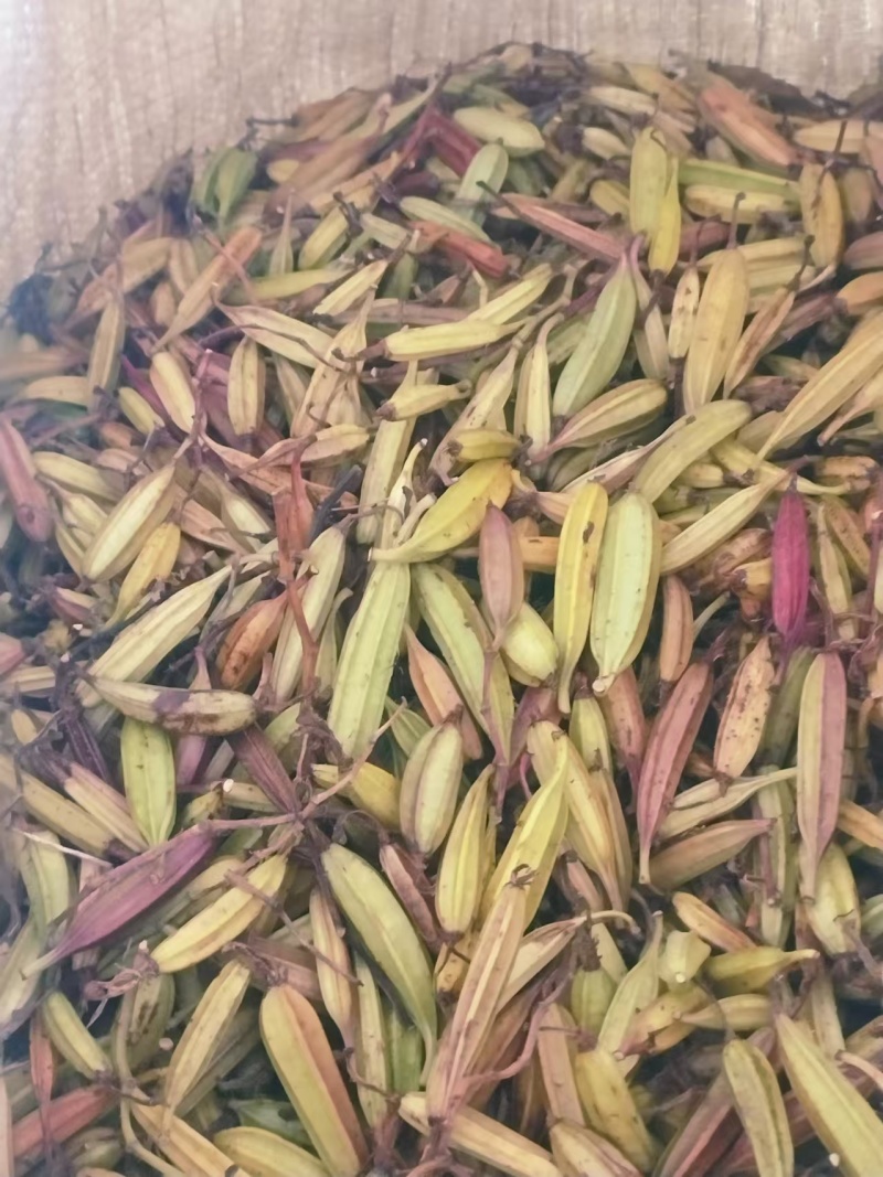 纯紫花宽叶白及果夹，产地直销，优质产品，价格实惠，质量好