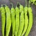 精品尖椒内黄尖椒大量上市产地直供一手货源诚信经营